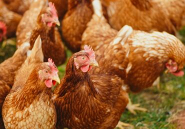 Cómo mejorar la salud de tus gallinas